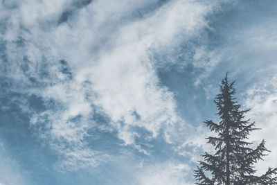 Low angle view of trees against blue sky