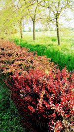 Red flowers growing in field