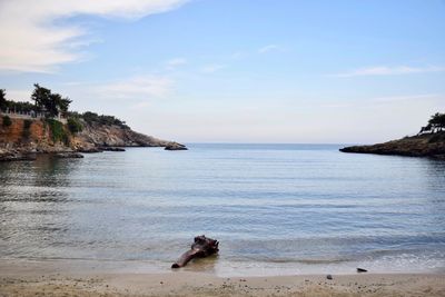 View of a dog on beach