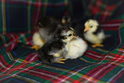 Close up view of baby chicken