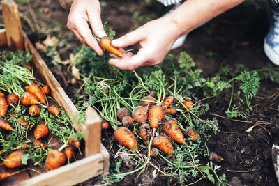 High angle view of hands holding food