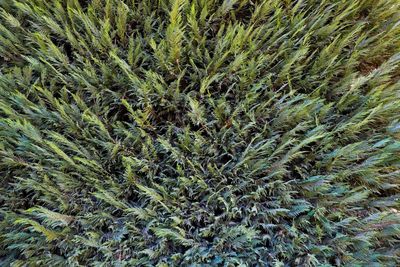 Full frame shot of crops growing on field