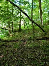 Trees growing in forest