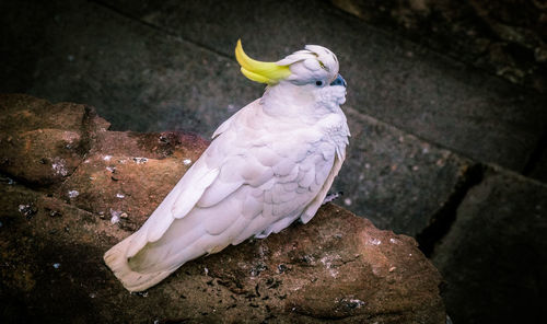 Close-up of bird perching