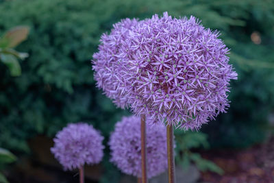 Close-up of purple flowering plant in park