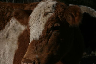 Close-up of a cow