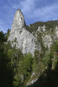 Low angle view of trees on mountain against sky