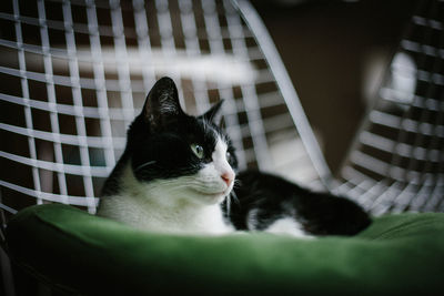 Close-up of cat relaxing