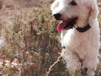 Close-up of dog on field