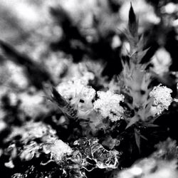 Close-up of plant against blurred background