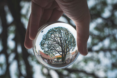 Close-up of hand holding glass with reflection of trees