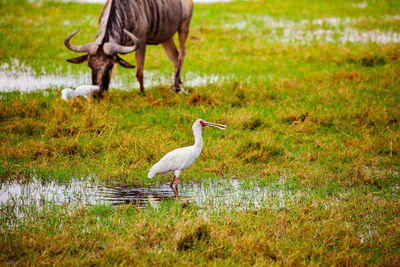 View of a bird in water