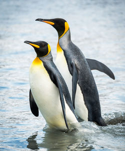 View of penguins in sea