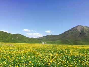 Scenic view of yellow flower field against sky