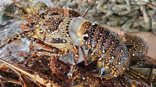 Lobster on the market