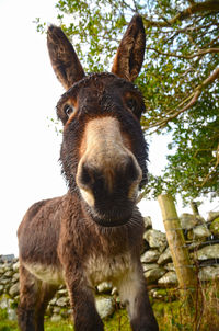 Close-up portrait of donkey beside tree and stone wall