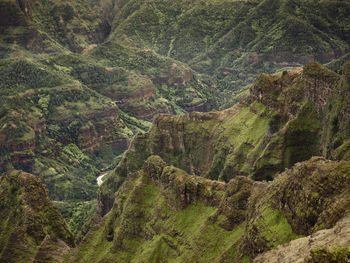 High angle view of trees growing in forest