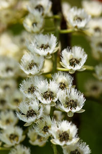 Close-up of white flowering plant