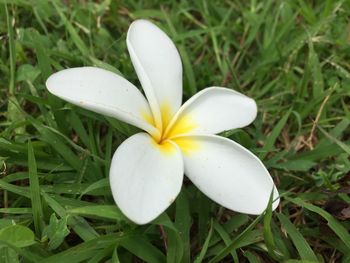 Close-up of white crocus blooming on field