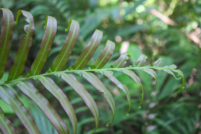 Diplazium esculentum leaves 