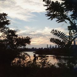 Silhouette of trees at sunset