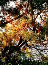 Low angle view of trees in forest during autumn