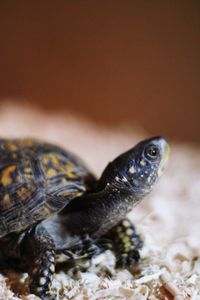 Turtle with box