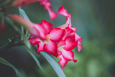 Close-up of pink flowering plant