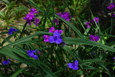 Close-up of purple flowers blooming outdoors