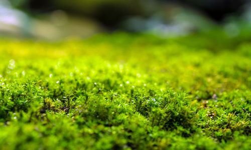 Close-up of wet grass