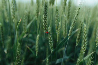 Organic green wheat close up. ladybug sitting on wheat. background