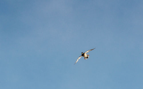 Low angle view of duck flying in blue sky