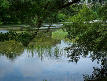 Scenic view of lake in forest