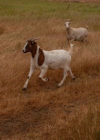 Dog standing on field