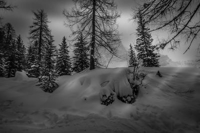 Scenic view of snow covered trees against sky