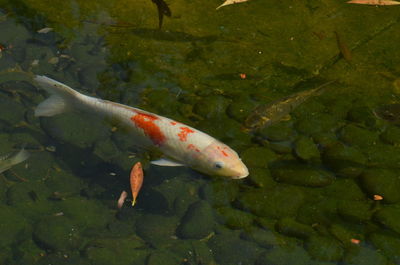 High angle view of koi carps swimming in lake