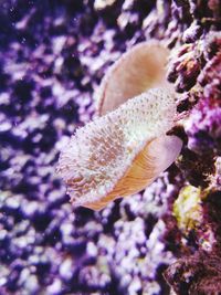 Close-up of coral in sea