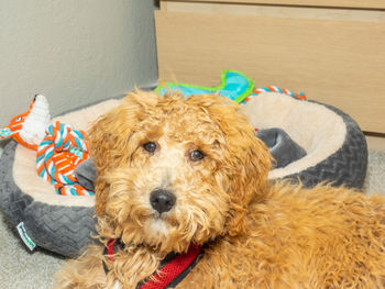 Portrait of a dog relaxing at home