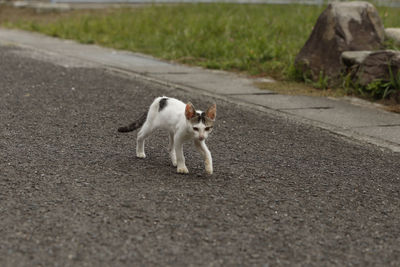 Cat on street