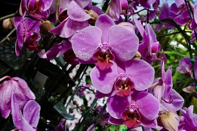 Close-up of pink orchids