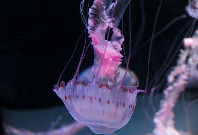 Close-up of jellyfish swimming in sea