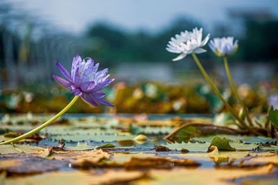 Close-up of purple lotus water lily