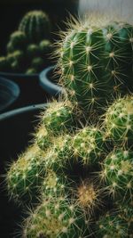 Full frame shot of cactus