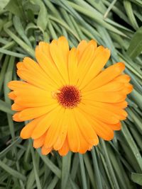 Close-up of orange flower blooming outdoors