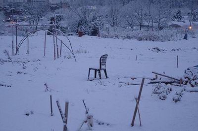 Snow covered trees on field