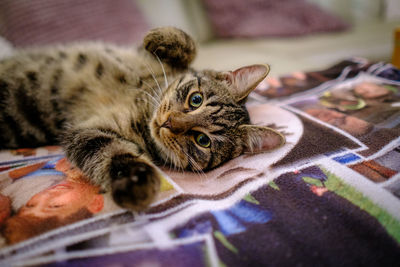 Portrait of tabby resting on bed at home