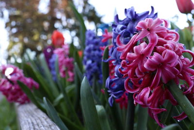 Close-up of pink flowering plant