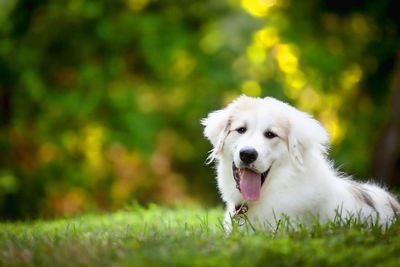 Dog standing on grassy field