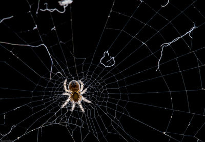 Close-up of spider on web against black background