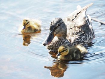 Duck in a lake